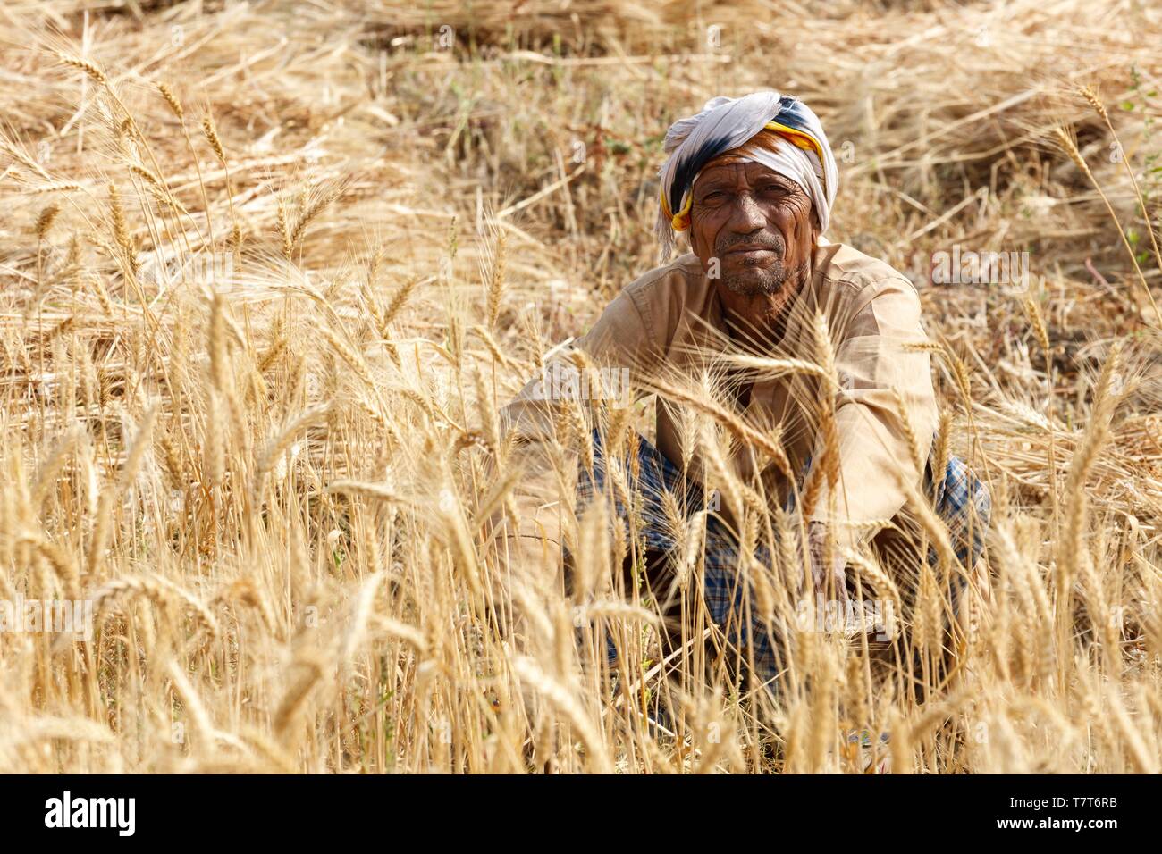 Indien, Uttar Pradesh, Sarnath, einem Mann Ernte von Weizen Stockfoto