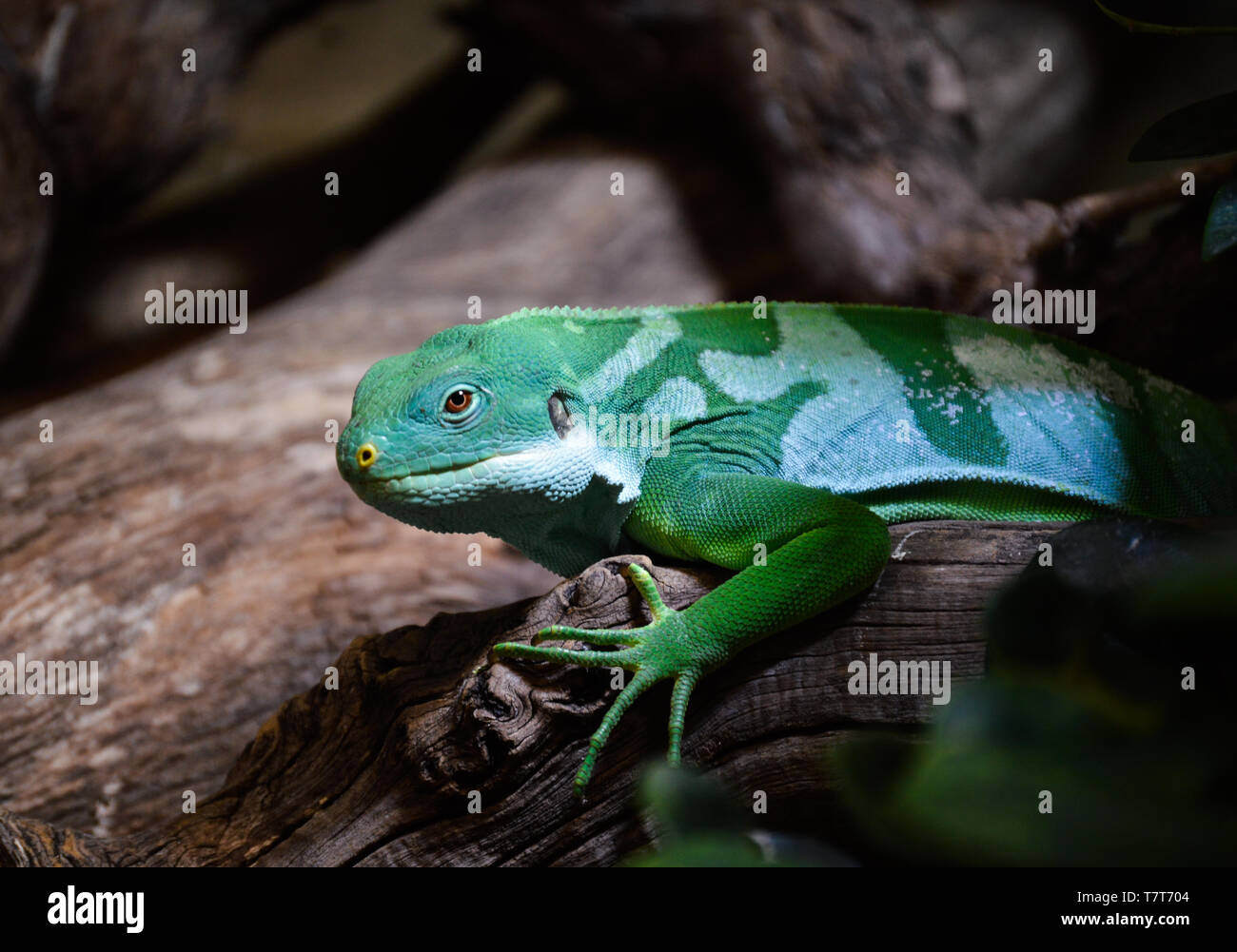 Gebänderten Fidschi Leguan (Brachylophus Fasciatus) Stockfoto