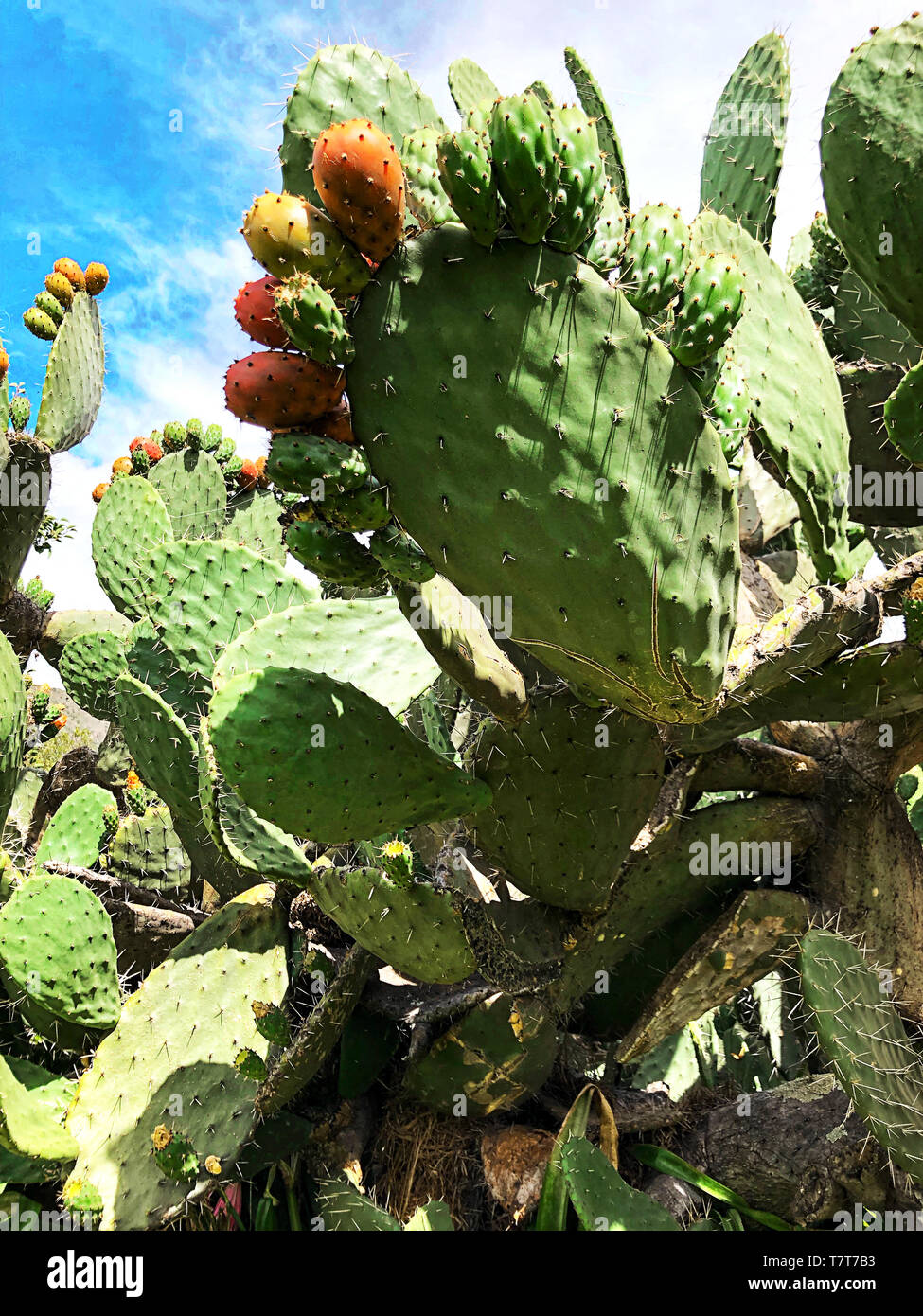 Tropische Blumen blühen im Cactus Hintergrund. Stockfoto