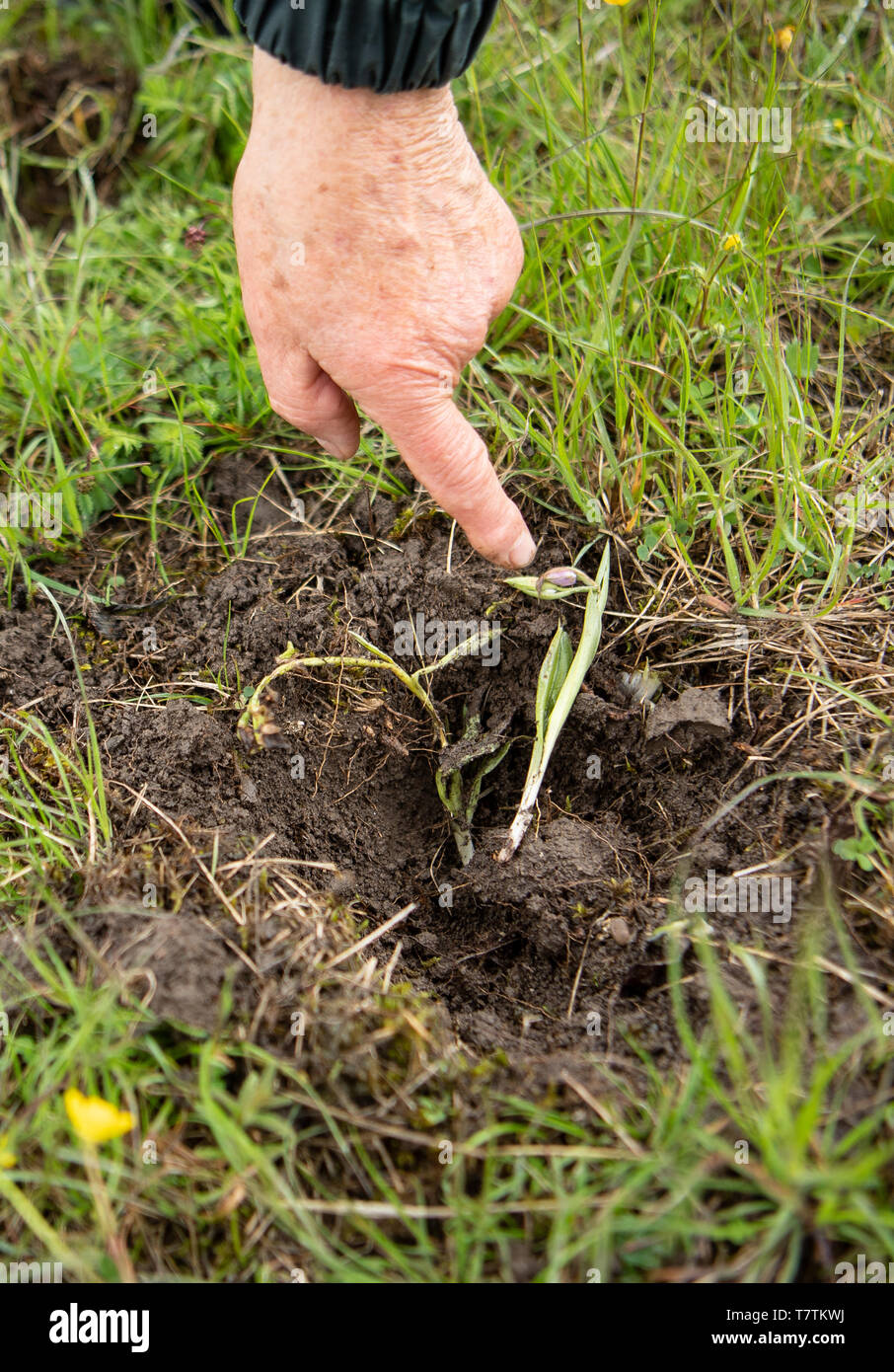 Kappel Grafenhausen, Deutschland. 09 Mai, 2019. Auf der Orchideenwiese Taubergießen mehrere seltene Orchideen wurden aus dem Boden gezogen. Vom Naturschutzgebiet in Südbaden, gestohlen Diebe haben Tausende von orchid Knollen im Wert von geschätzten 250.000 Euro. Credit: Fabian Sommer/dpa/Alamy leben Nachrichten Stockfoto