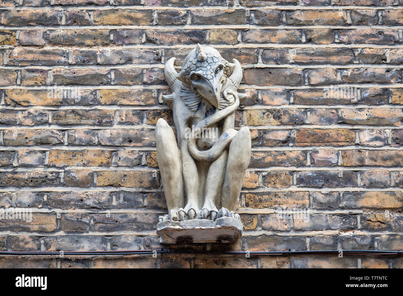 Stein Griffin groteske gegen ein Haus Mauer. Taube Mews, South Kensington, SW7, London. England Stockfoto
