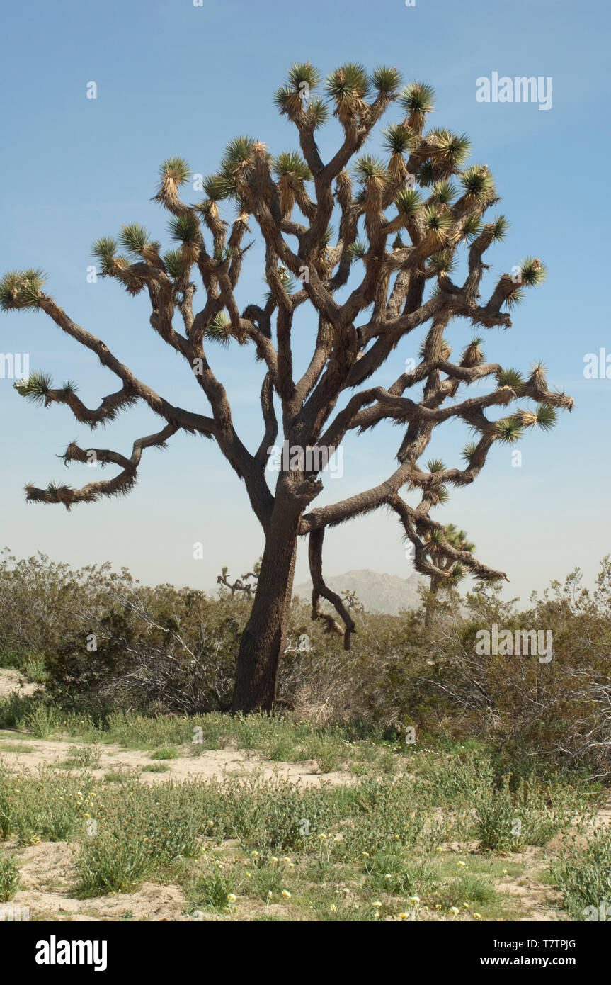 Joshua Tree in der Mohave Wüste Ökosystem von Big Rock Creek Wildlife Sanctuary, Kalifornien. Digitale Fotografie Stockfoto