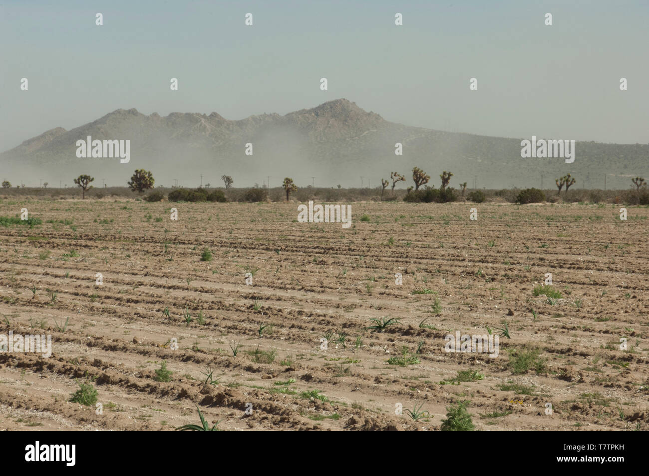 Dürre ausgetrockneten Felder in der Antelope Valley, Kalifornien, 2014. Digitale Fotografie Stockfoto