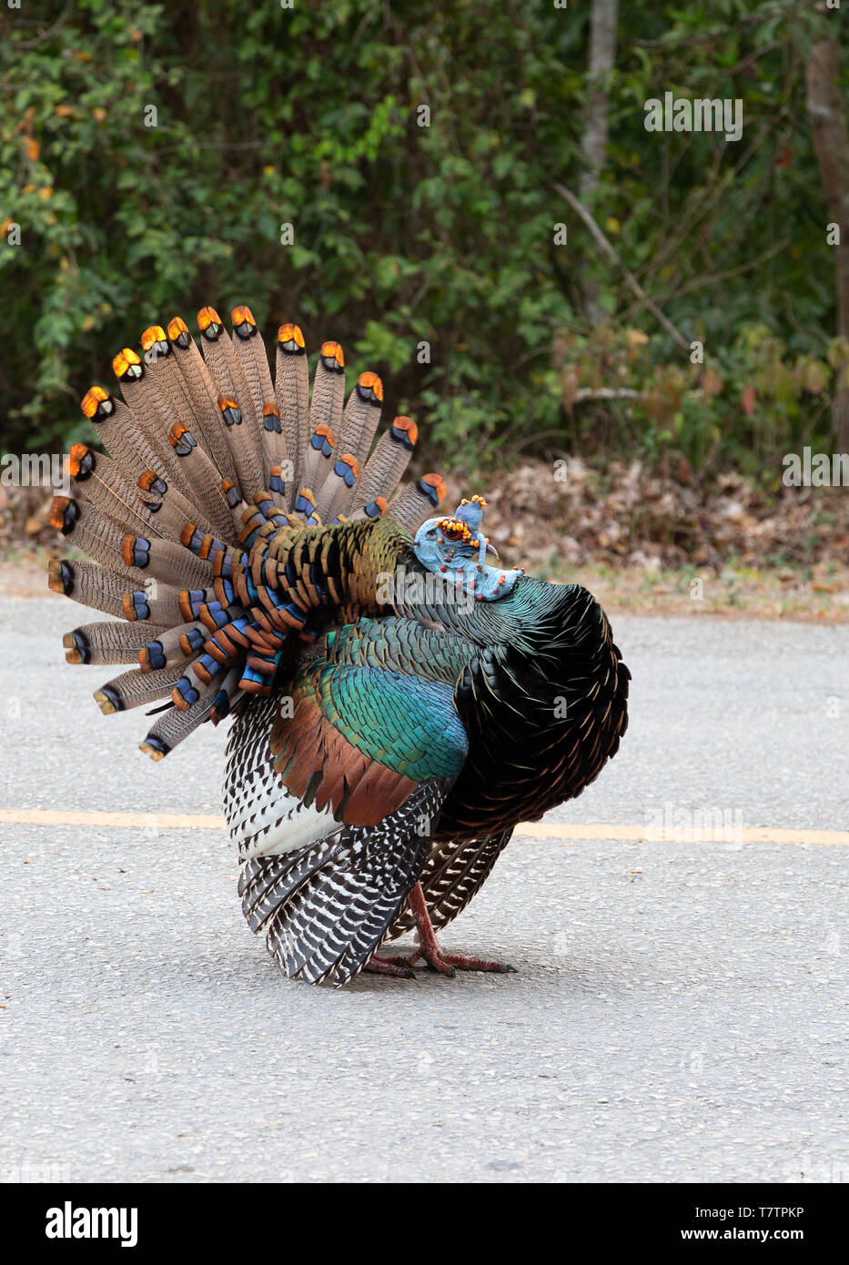 Eine Pfauentruthuhn Vogel, erwachsenen Mann, (Meleagris ocellata) auf der Straße, Tikal, Guatemala, Mittelamerika Stockfoto