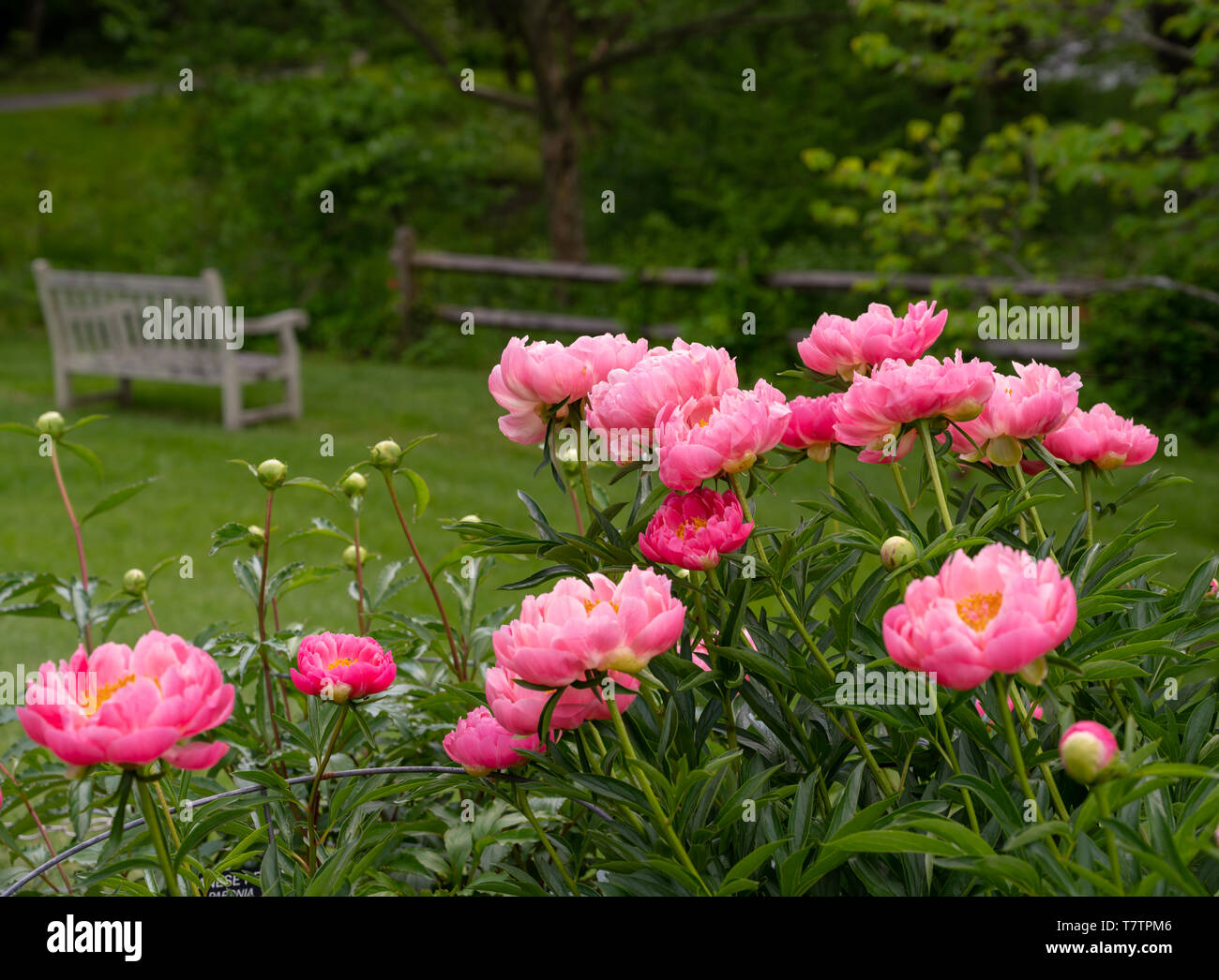 Foto Von Rosa Pfingstrose Bluhenden Pflanzen In Einem Garten
