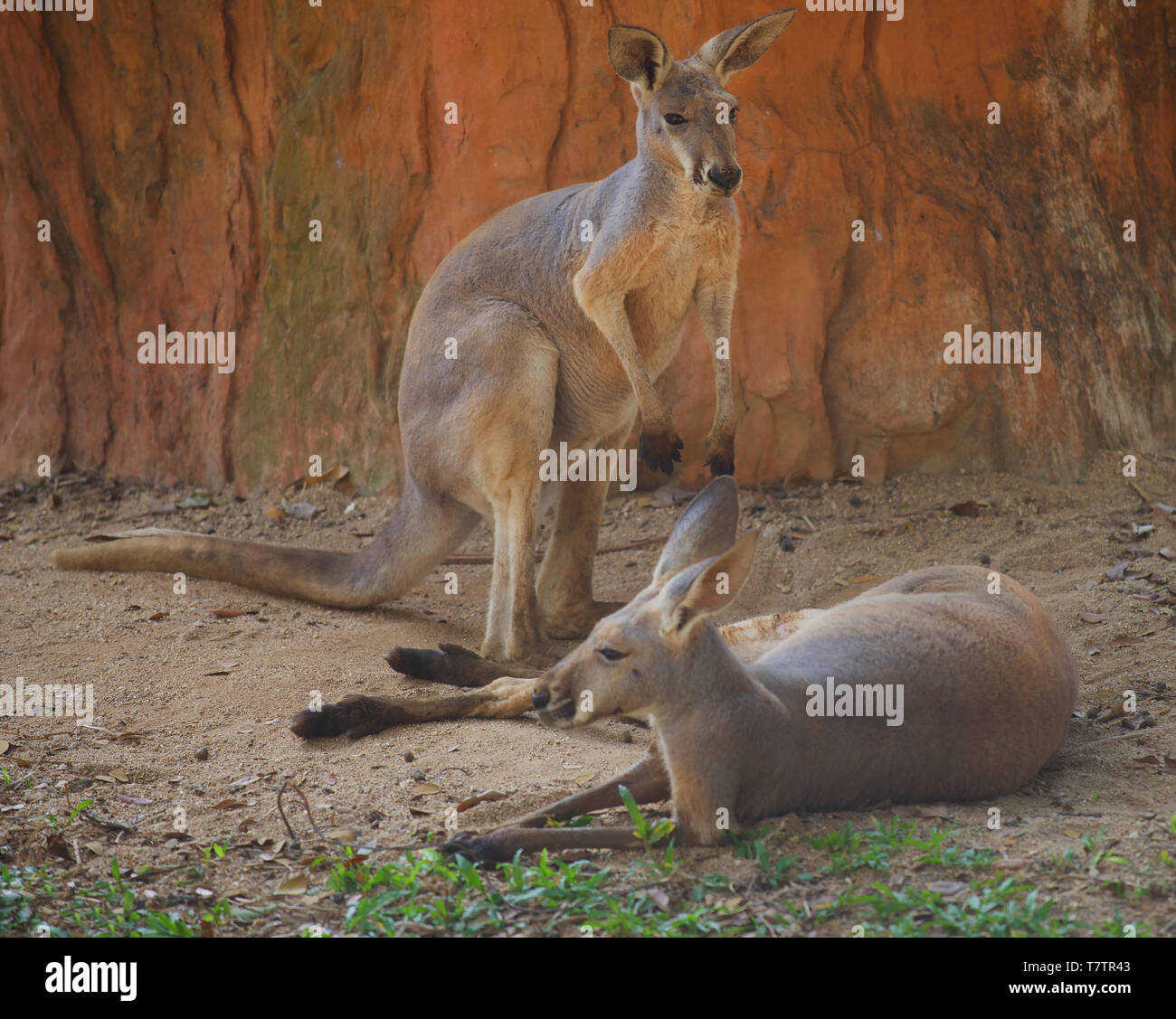 Zwei rote Riese Känguru im Schatten ausruhen. Chiang Mai Stockfoto