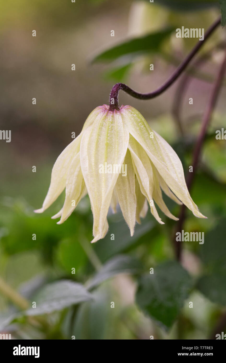 Clematis koreana Gelbe Blume. Stockfoto
