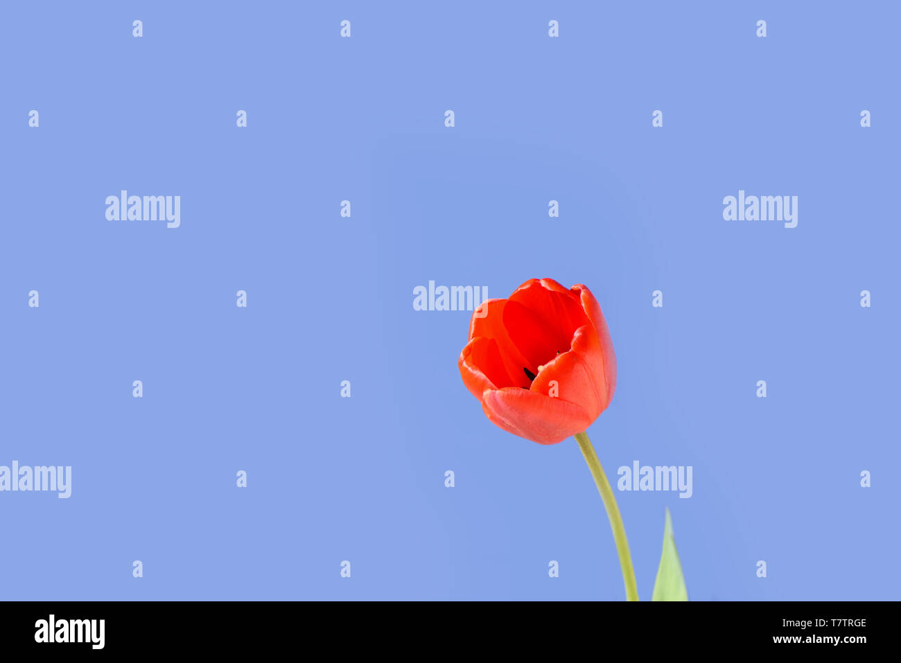 Rote Tulpe bud auf einem dunkelblauen Hintergrund. Nahaufnahme Stockfoto