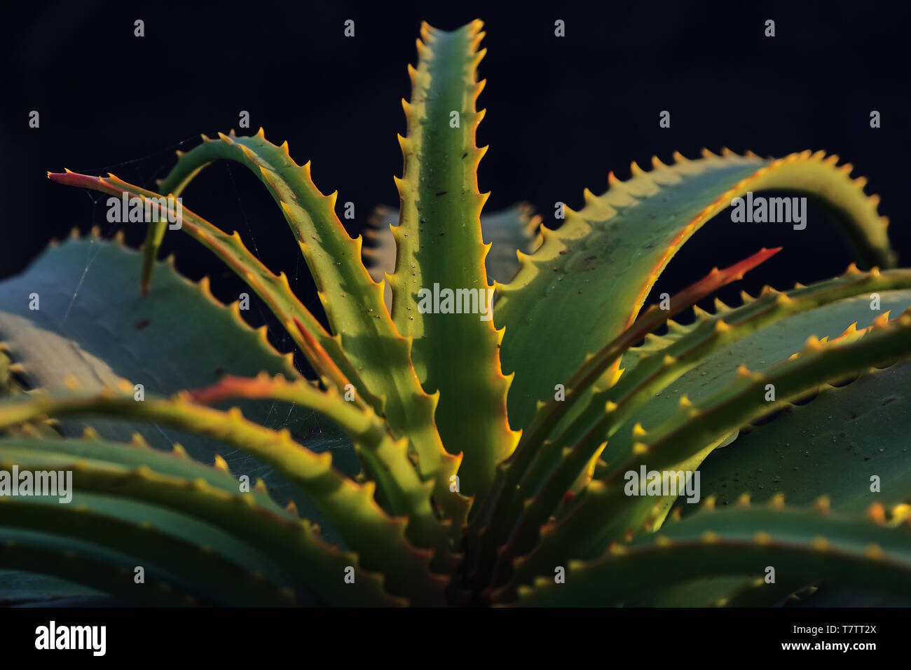 Aloe Vera Pflanze in Blte, im Topf gegen weie Wand Stockfotografie - Alamy