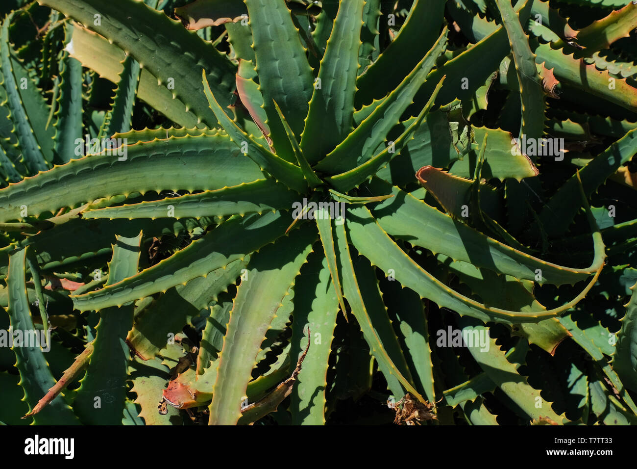 Nahaufnahme Farbe Bild der Aloe Vera Pflanze auf den Kanarischen Inseln. Stockfoto