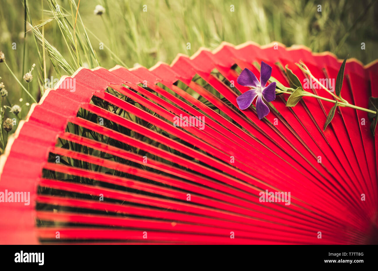 Red spanische Ventilator und vinca major Blume mit auf grüne Natur Hintergrund mit Freistellungspfad Stockfoto