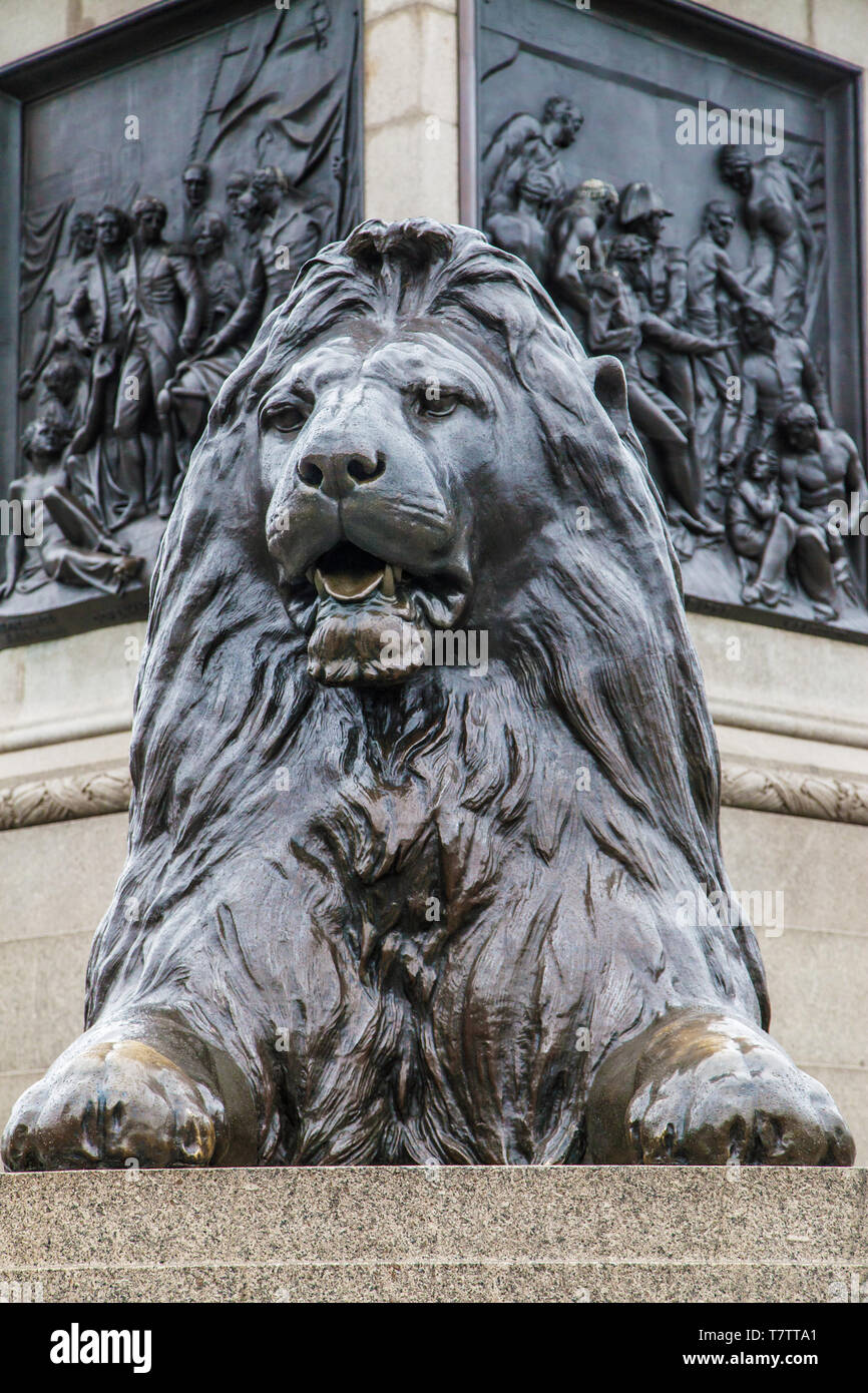 Eine der vier Löwen landseers an der Basis des Nelson Spalte in Trafalgar Square, London, Vereinigtes Königreich. Stockfoto