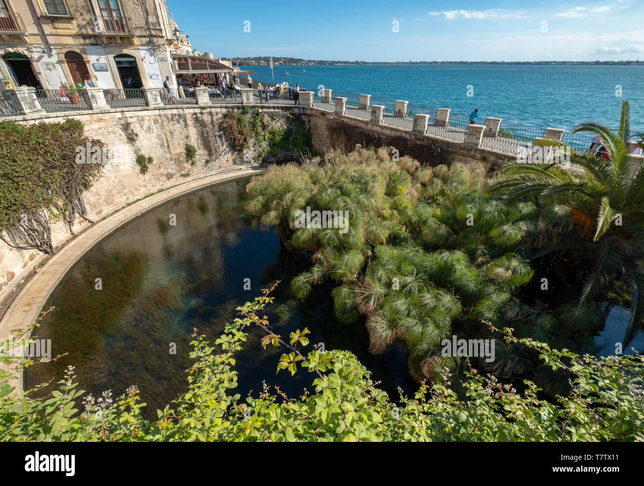 Springbrunnen von Arethusa (Fonte Aretusa) der Insel Ortygia, historischer Teil von Syrakus, Sizilien, Italien Stockfoto