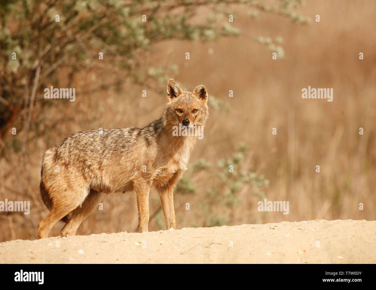 Eine Warnung weiblichen wild Golden Schakal, Canis aureus, auf Sand in die Donau Delta Bereich der östlichen Rumänien, Europa stehen. Stockfoto