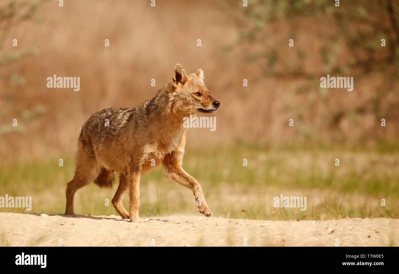 Eine Warnung weiblichen Goldenen Schakal, Canis aureus, Wandern auf Sand in die Donau Delta Bereich der östlichen Rumänien Stockfoto