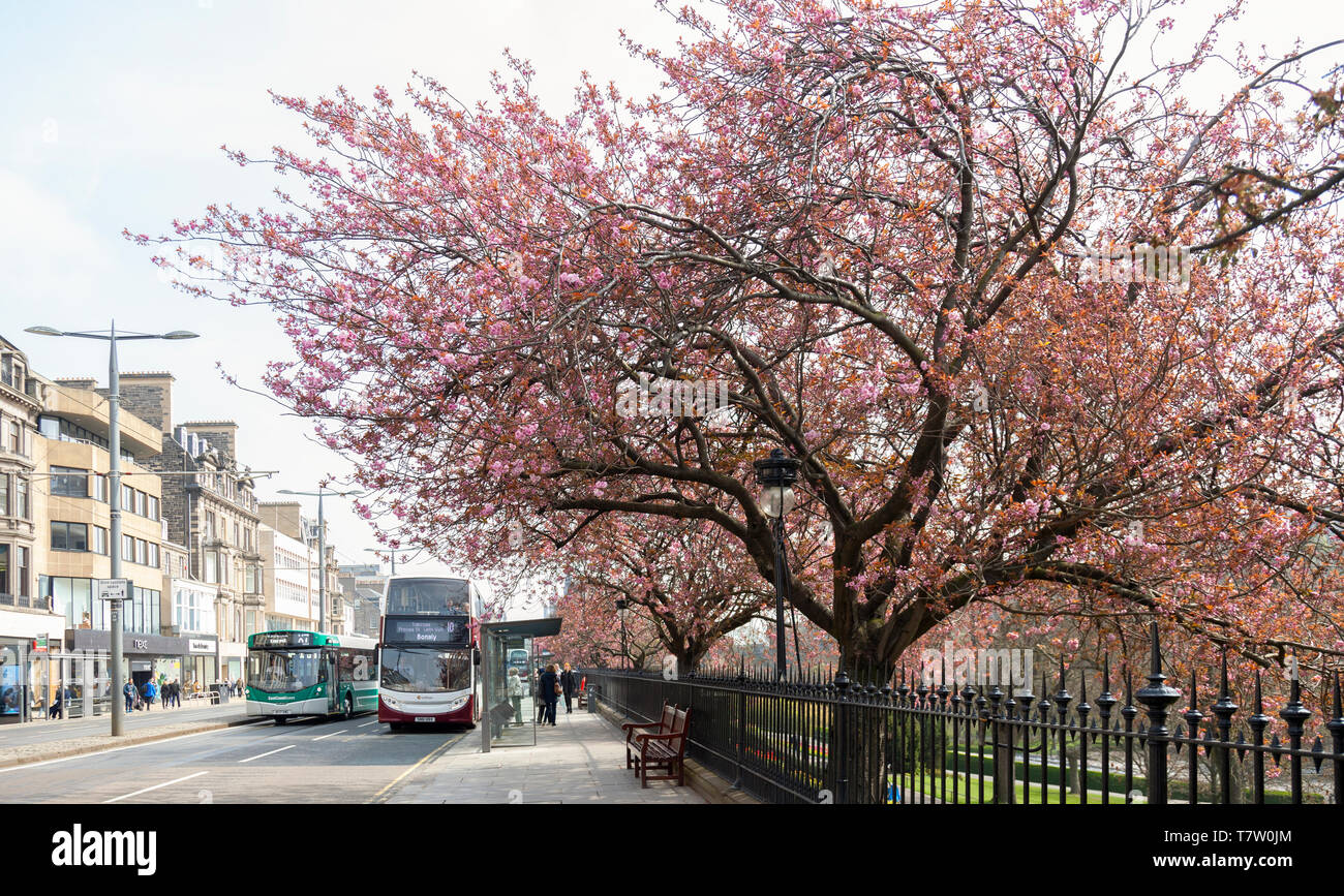 Die Princes Street in Edinburgh, Schottland, im Frühling mit der Kirschblüte. Die Princes Street Gardens und Geschäfte. Bushaltestellen mit Passagieren, Busse reisen Stockfoto