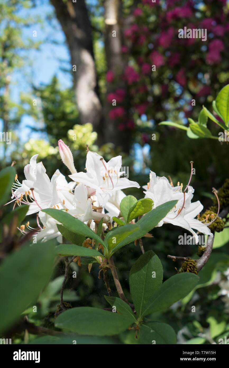 Rhododendron Atlanticum x Canescens der nowbird' an der Rhododendron Garten in Hendricks Park in Eugene, Oregon, USA. Stockfoto