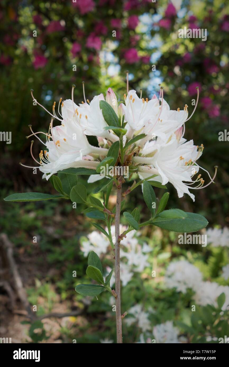 Rhododendron Atlanticum x Canescens der nowbird' an der Rhododendron Garten in Hendricks Park in Eugene, Oregon, USA. Stockfoto