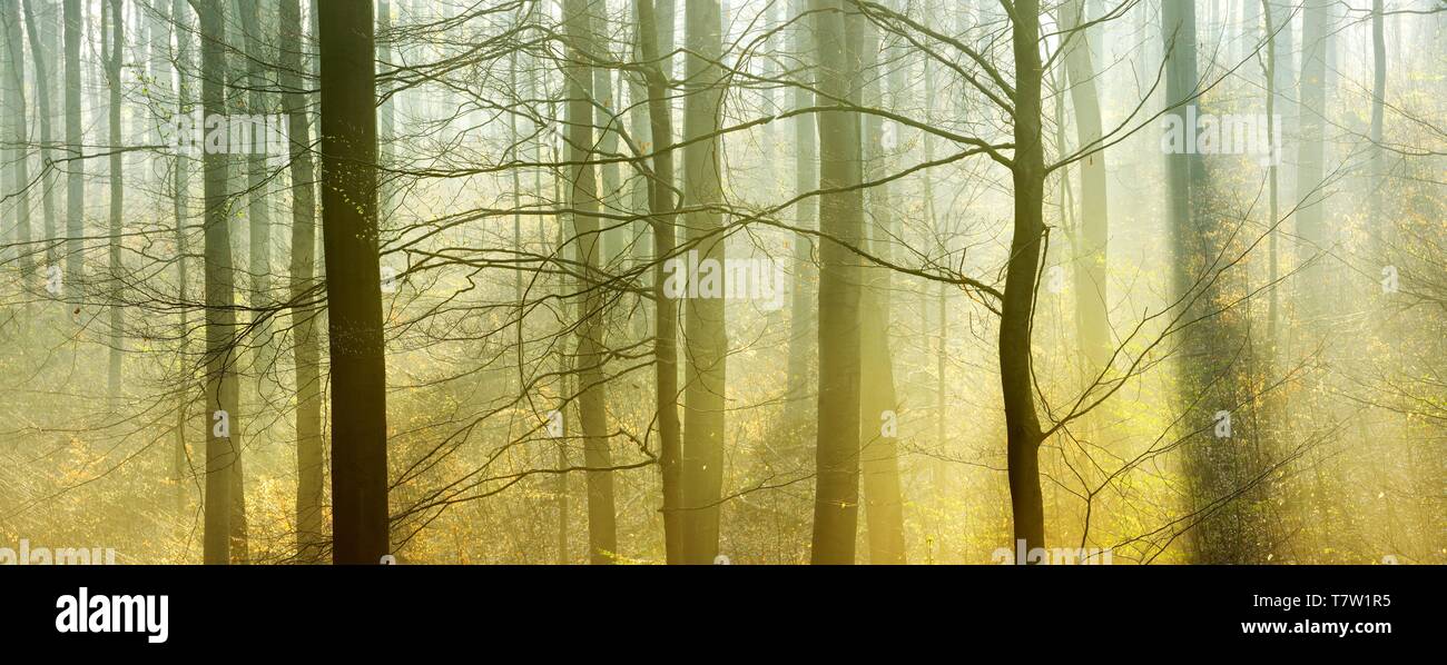 Atmosphärische Wald im frühen Frühling, Sonnenstrahlen scheinen durch Morgennebel, erste grüne Triebe, Harzvorland, Sachsen-Anhalt, Deutschland Stockfoto