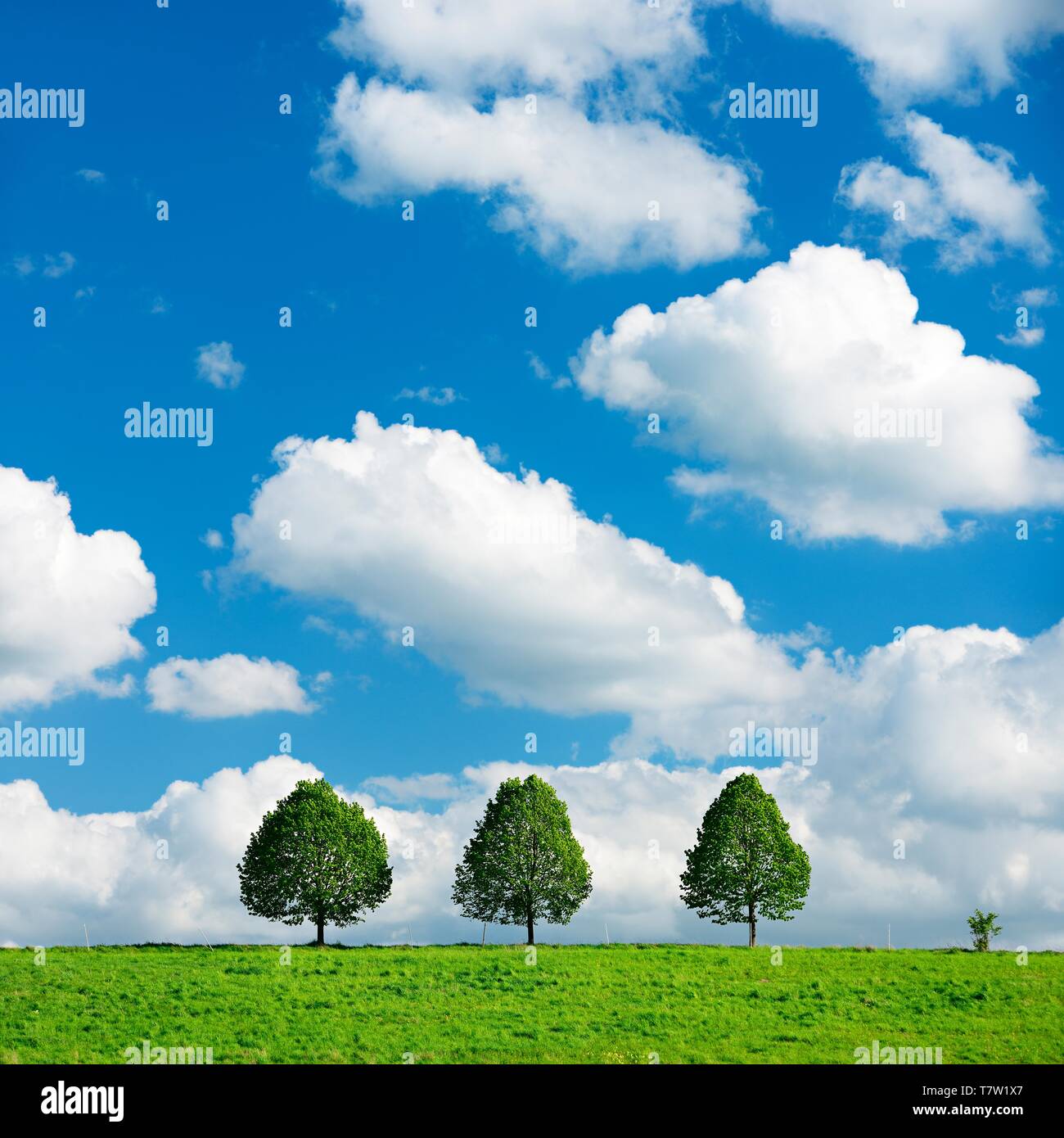 Kulturlandschaft im Frühjahr, drei kleine Linden auf einer grünen Wiese, blauer Himmel mit Wolken cumulus, Burgenlandkreis, Sachsen-Anhalt, Deutschland Stockfoto