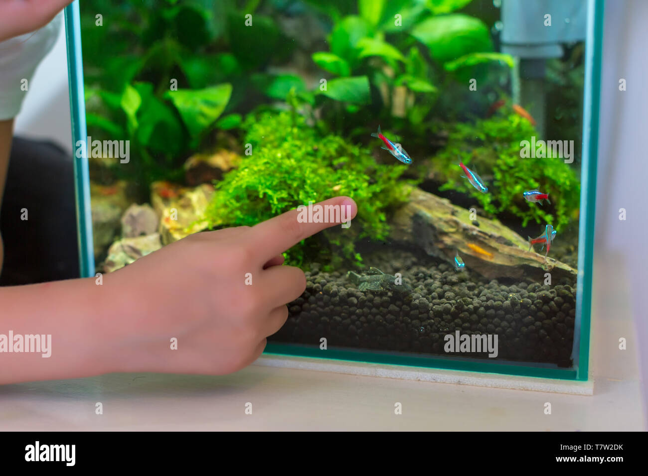 Neon Tetras in einem Aquarium in ein tropisches Aquarium Stockfoto