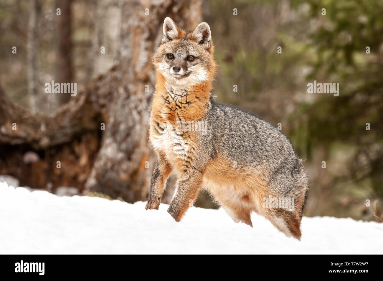 Nordamerika; USA; Montana; Tierwelt; Säugetiere; Fleischfresser; Urocyon cinereoargenteus Fangzähne; Stockfoto