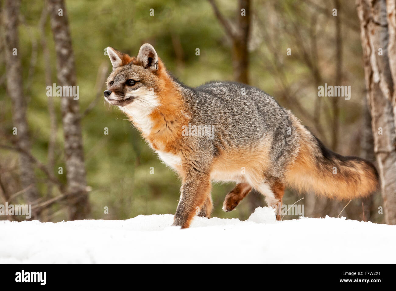 Nordamerika; USA; Montana; Tierwelt; Säugetiere; Fleischfresser; Urocyon cinereoargenteus Fangzähne; Stockfoto