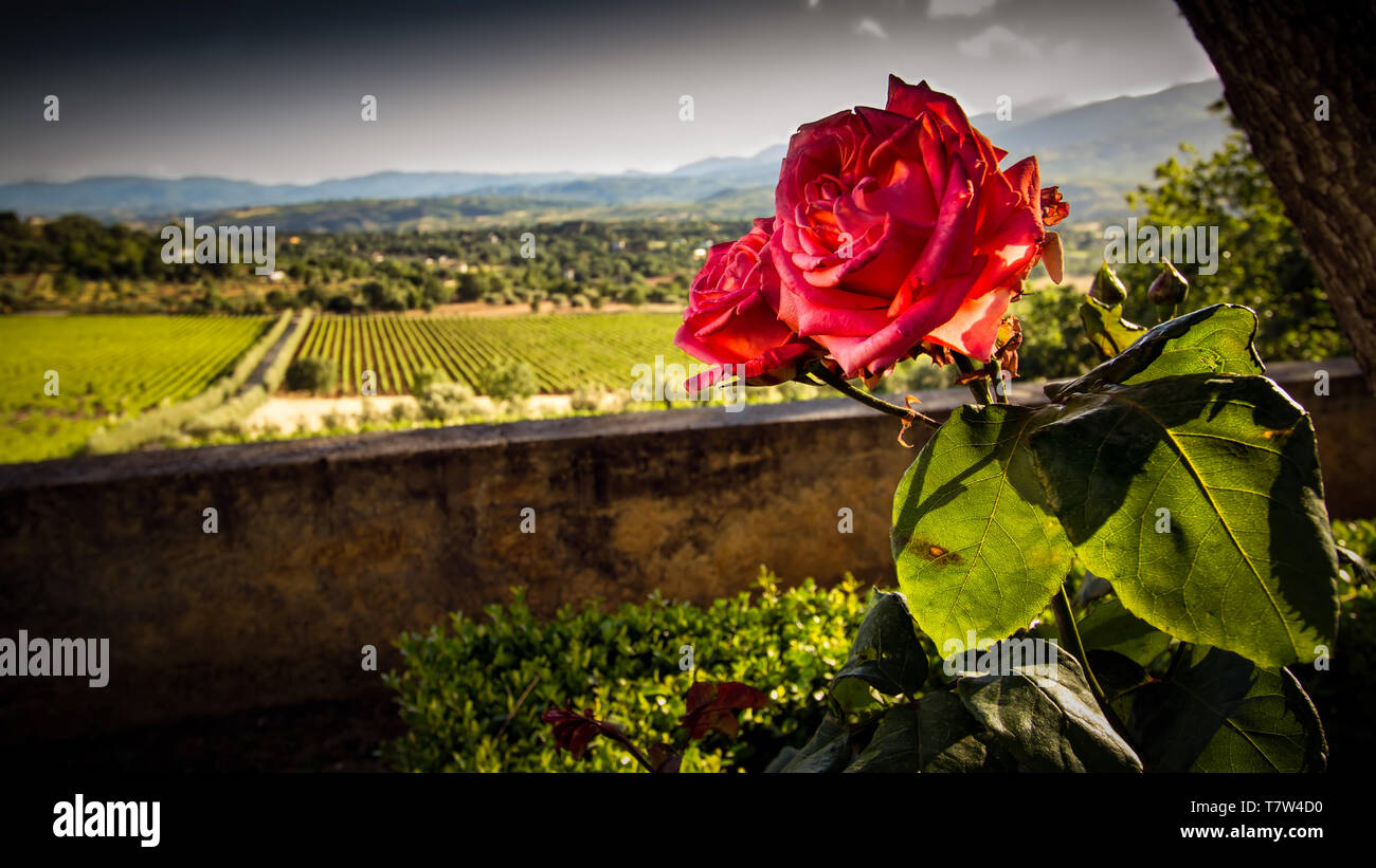 Eine Blume sitzt in der Nähe einer Wand mit Blick auf einen Weinberg in Kalabrien, Italien. Stockfoto