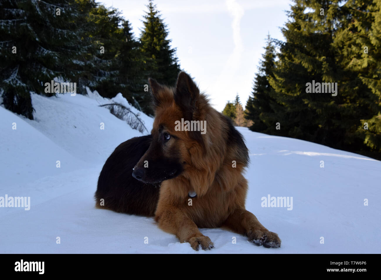 Deutscher Schäferhund (Langhaarigen) Porträt im Winter Landschaft. Stockfoto