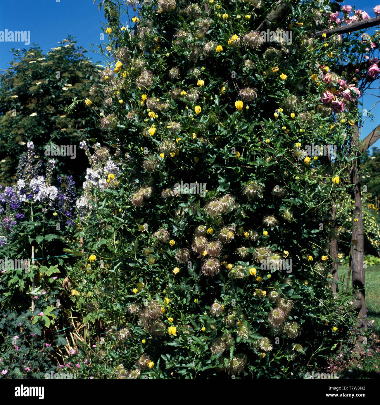 Nahaufnahme der Clematis Tangutica 'Bill Mackenzie' auf eine hölzerne Pergola Stockfoto