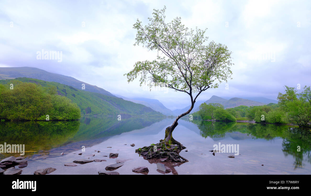 Llanberis, Wales - Mai 1, 2019: "Der einsame Baum" von Llyn Padarn in der Nähe von Llanberis in Snowdonia, Wales Stockfoto