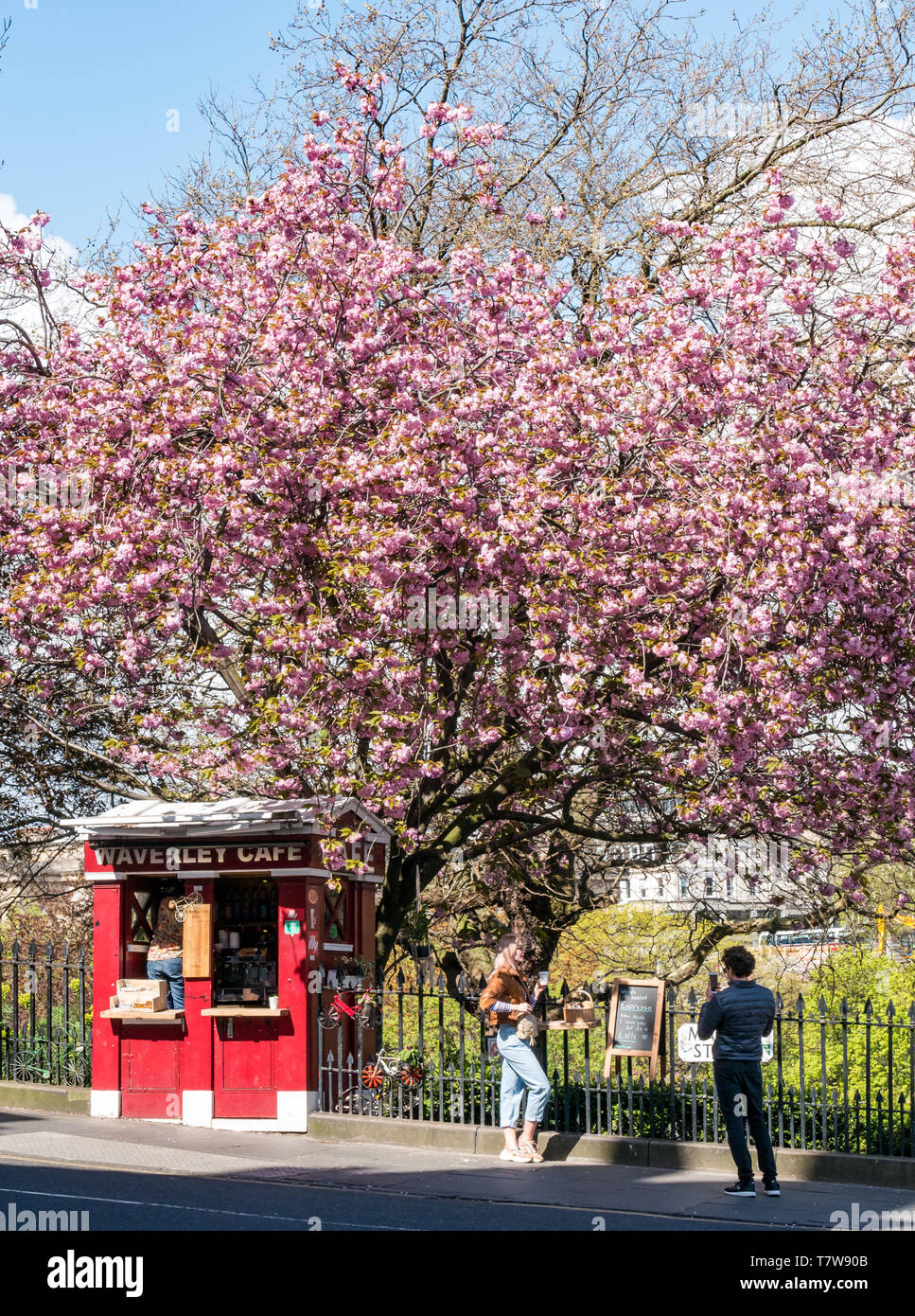 Umgebaute Polizei-Anrufbeantworter, Waverley Café-Kaffeestand, Market Street, Edinburgh, Schottland, Großbritannien mit Kirschblüte Stockfoto