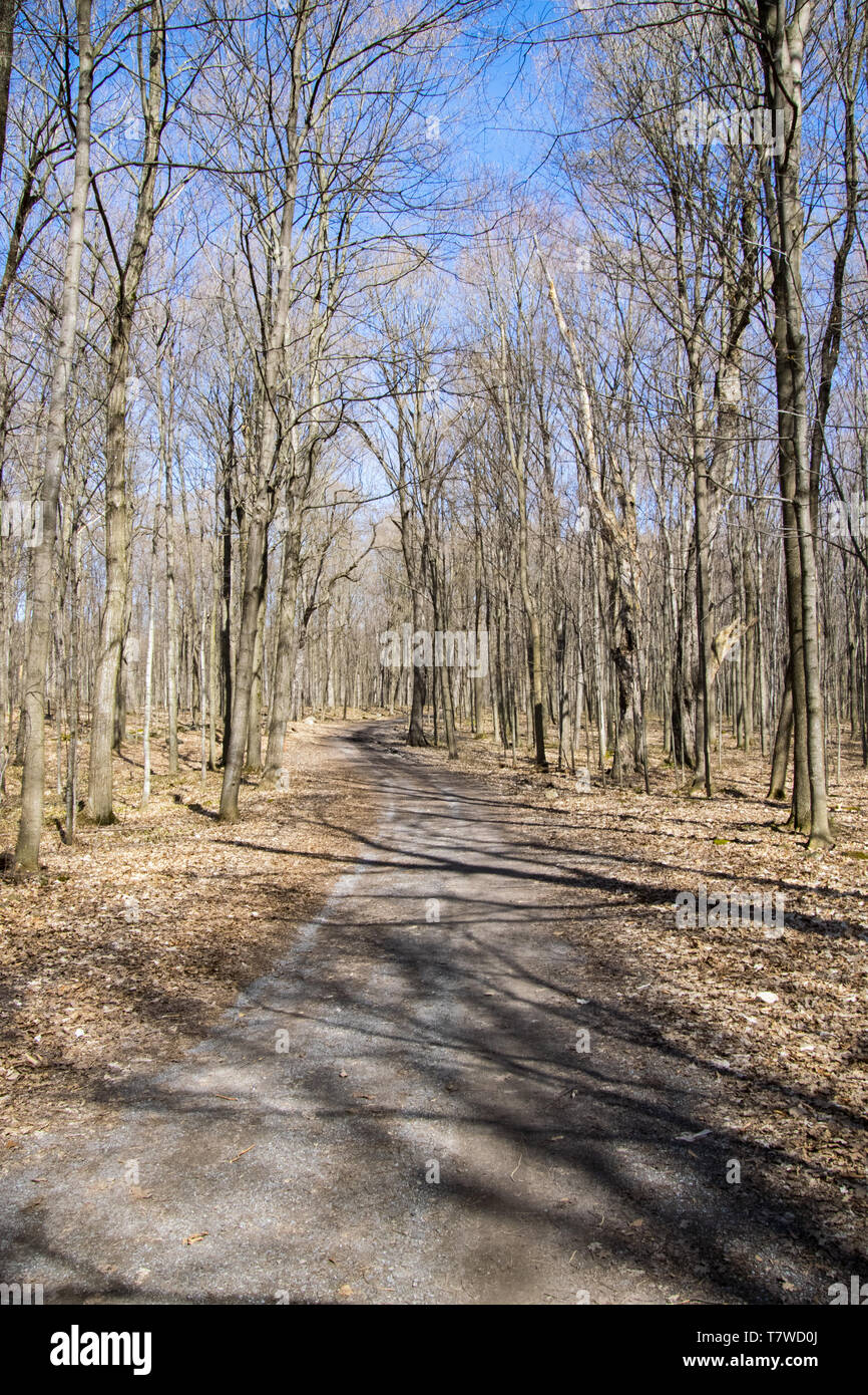 Der Weg durch den Wald. Stockfoto