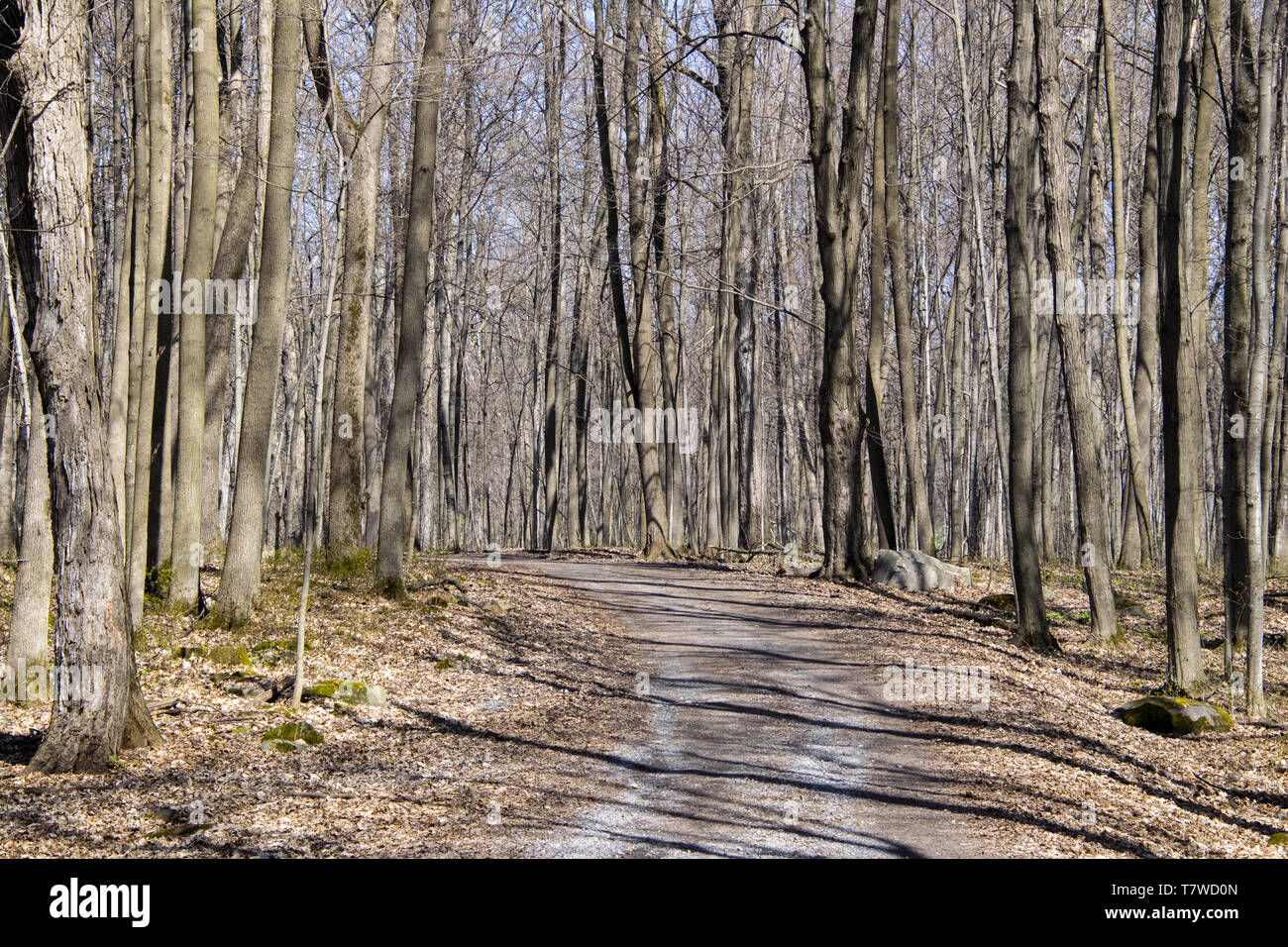 Der Weg durch den Wald. Stockfoto