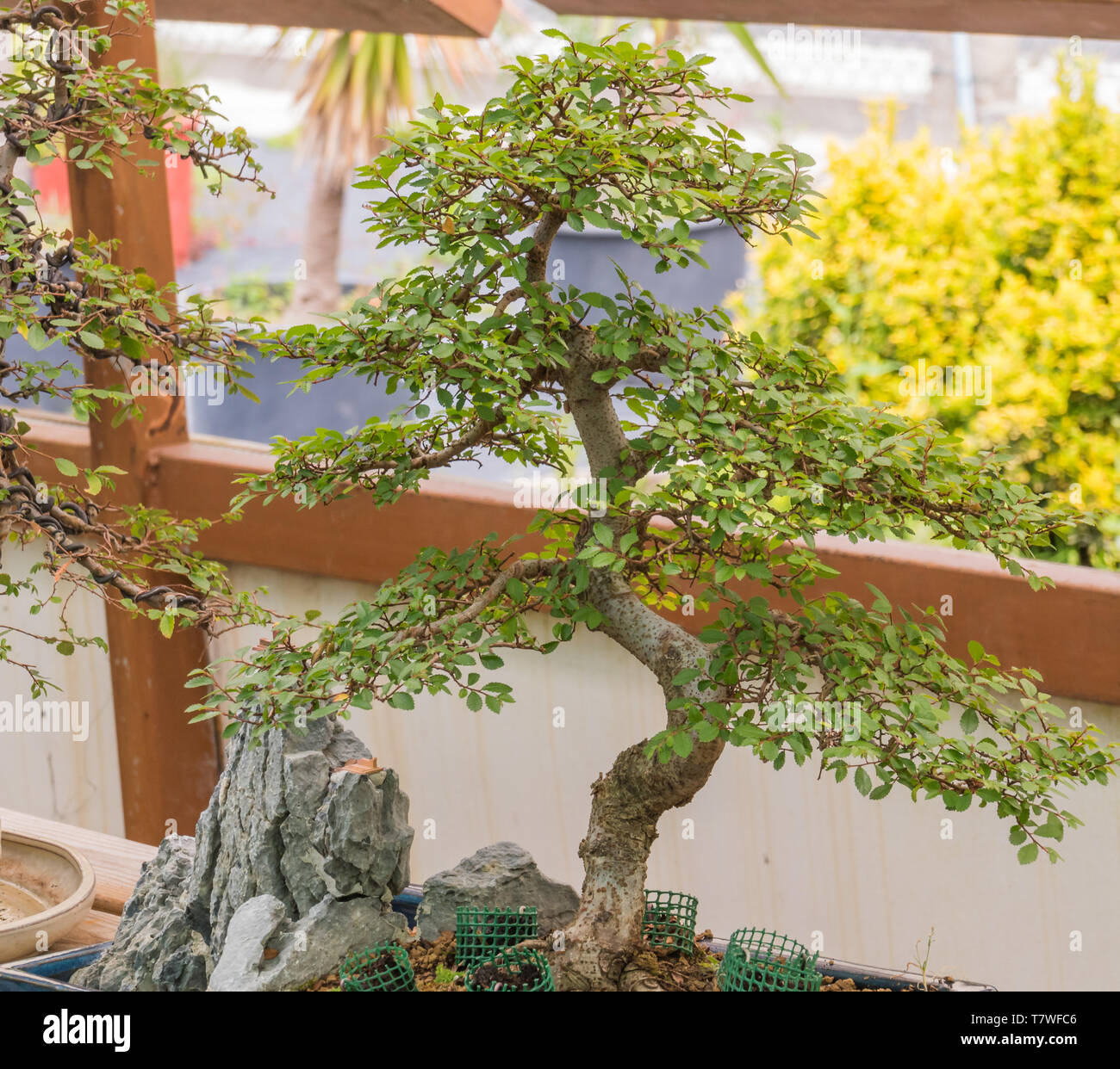 Zelkova bonsai baum -Fotos und -Bildmaterial in hoher Auflsung  Alamy