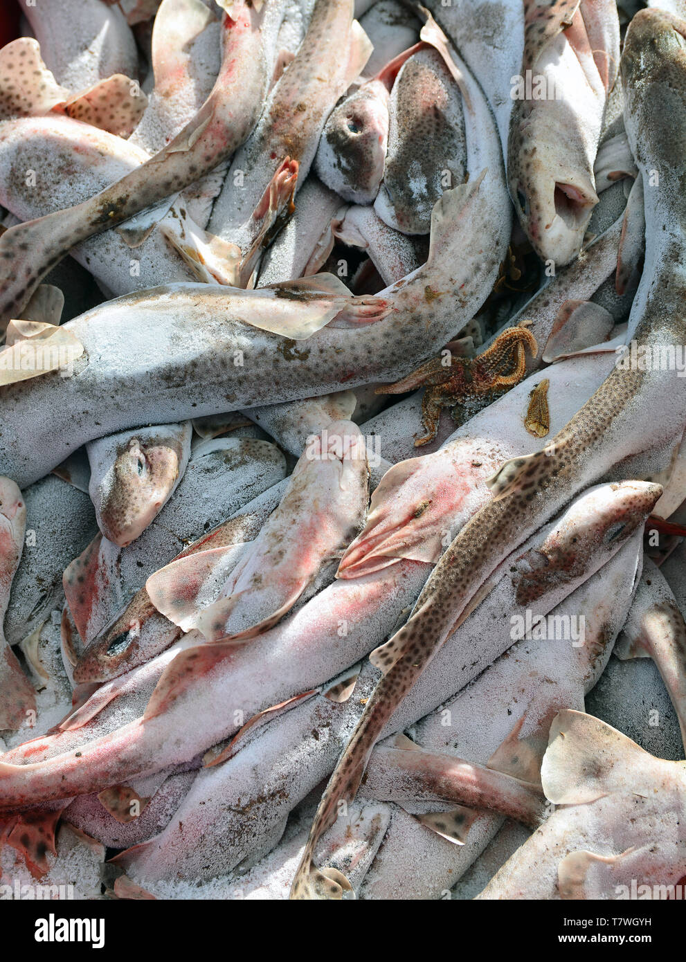 Nahaufnahme des frisch gefangenen Fisch Hund in Lyme Regis, Dorset (UK) Stockfoto