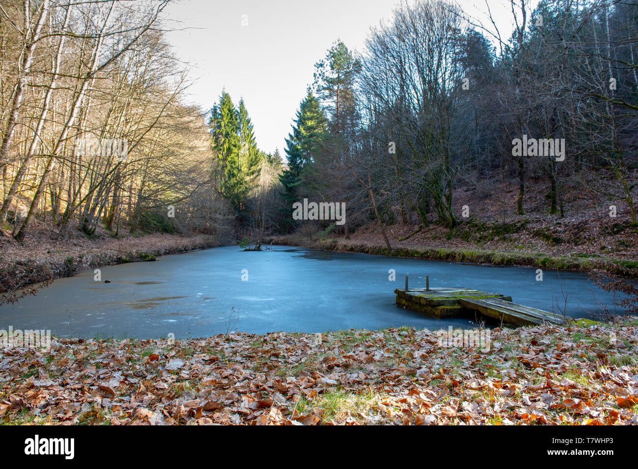 Gefrorenen Teich in einem Wald, Frankreich, Mosel, winter Stockfoto