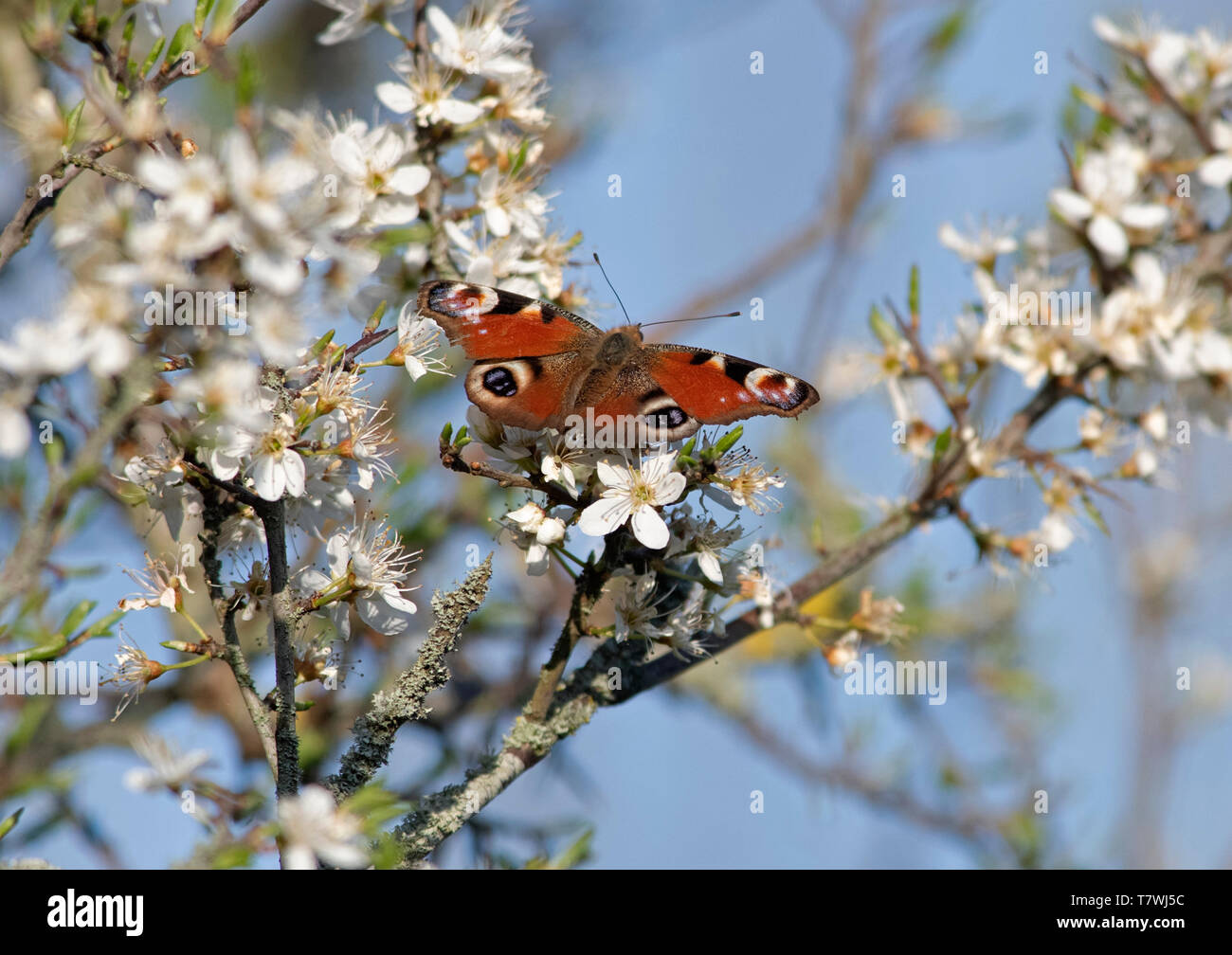Tagpfauenauge - Nymphalis io auf Blackthorn-Prunus spinosa. Stockfoto
