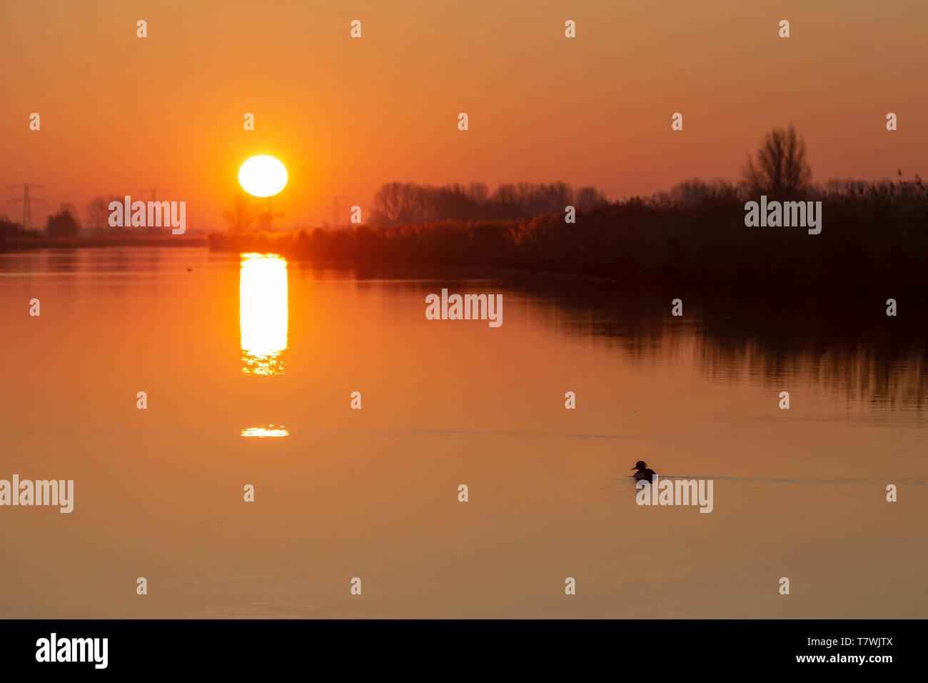 Ente schwimmen und überqueren den ruhigen Wasser Kanal mit der Sonne Reflexion Stockfoto