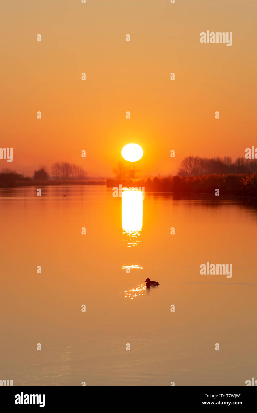 Ente schwimmen und überqueren den ruhigen Wasser Kanal mit der Sonne Reflexion Stockfoto
