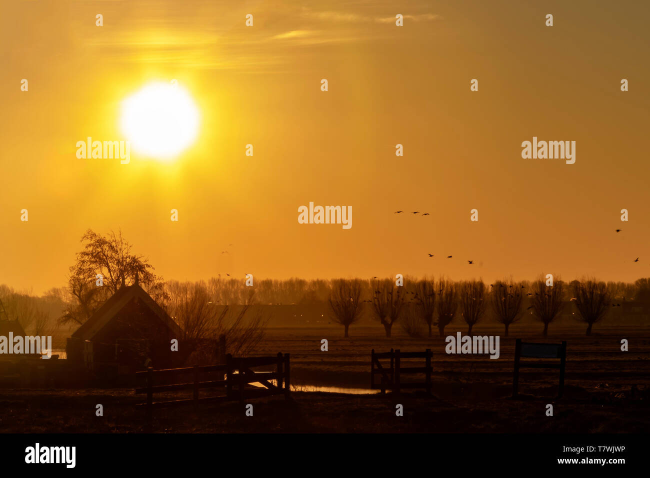 Niederländische Landschaft am frühen Morgen Sonnenaufgang erzeugen Silhouetten mit der Hintergrundbeleuchtung Stockfoto