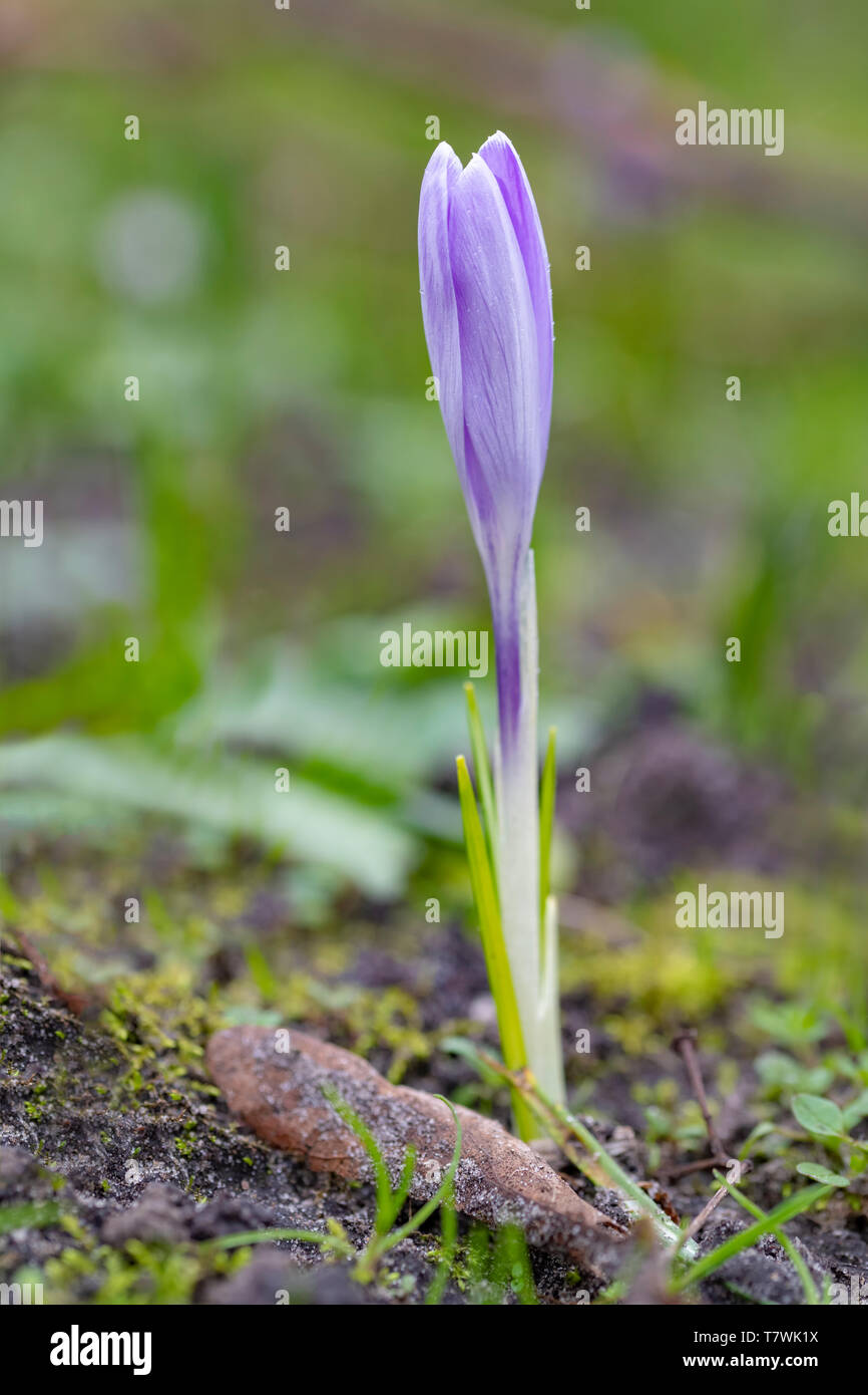 Nahaufnahme eines violette Crocus Blume blühen im Frühjahr gegen ein grünes Gras warten auf Bienen Stockfoto