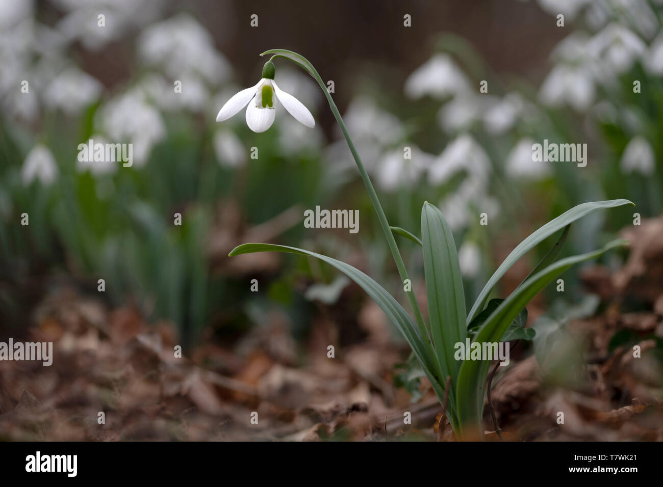 Weissen Schneeglockchen Blume Bluhen In Den Rand Und Hellen