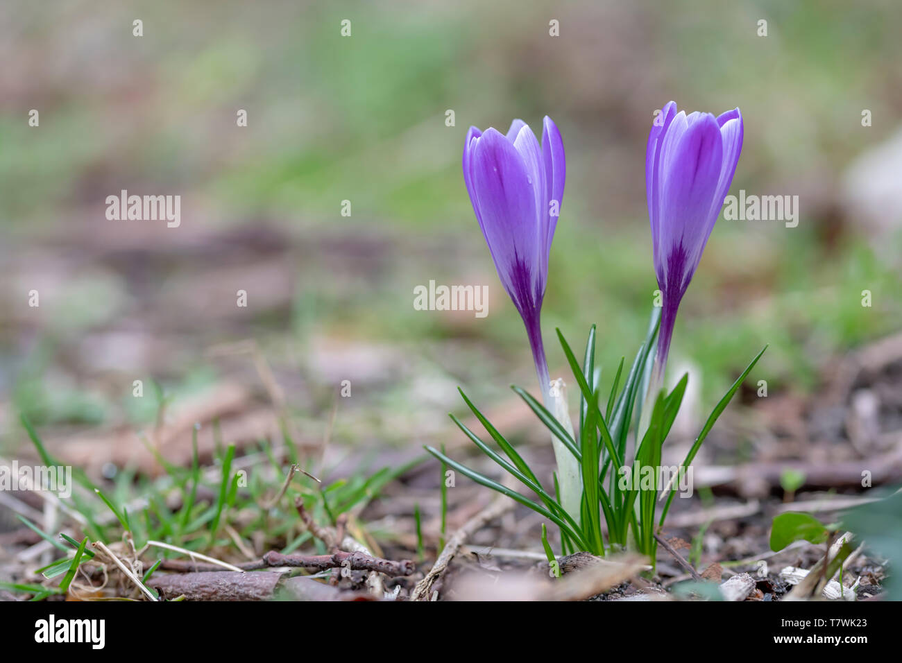 Nahaufnahme eines violette Crocus Blume blühen im Frühjahr gegen ein grünes Gras warten auf Bienen Stockfoto