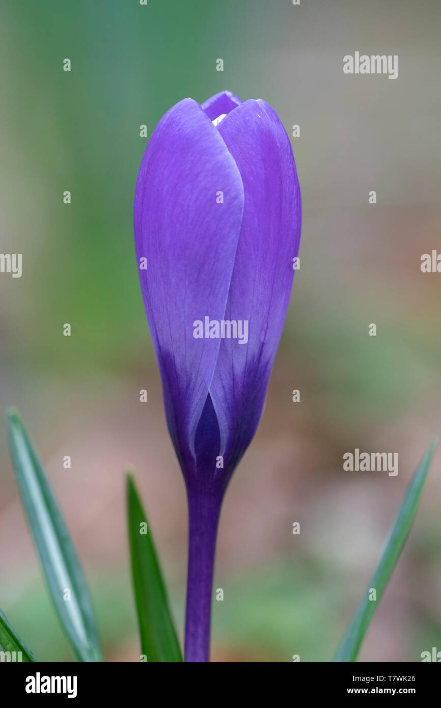 Nahaufnahme eines violette Crocus Blume blühen im Frühjahr gegen ein grünes Gras warten auf Bienen Stockfoto