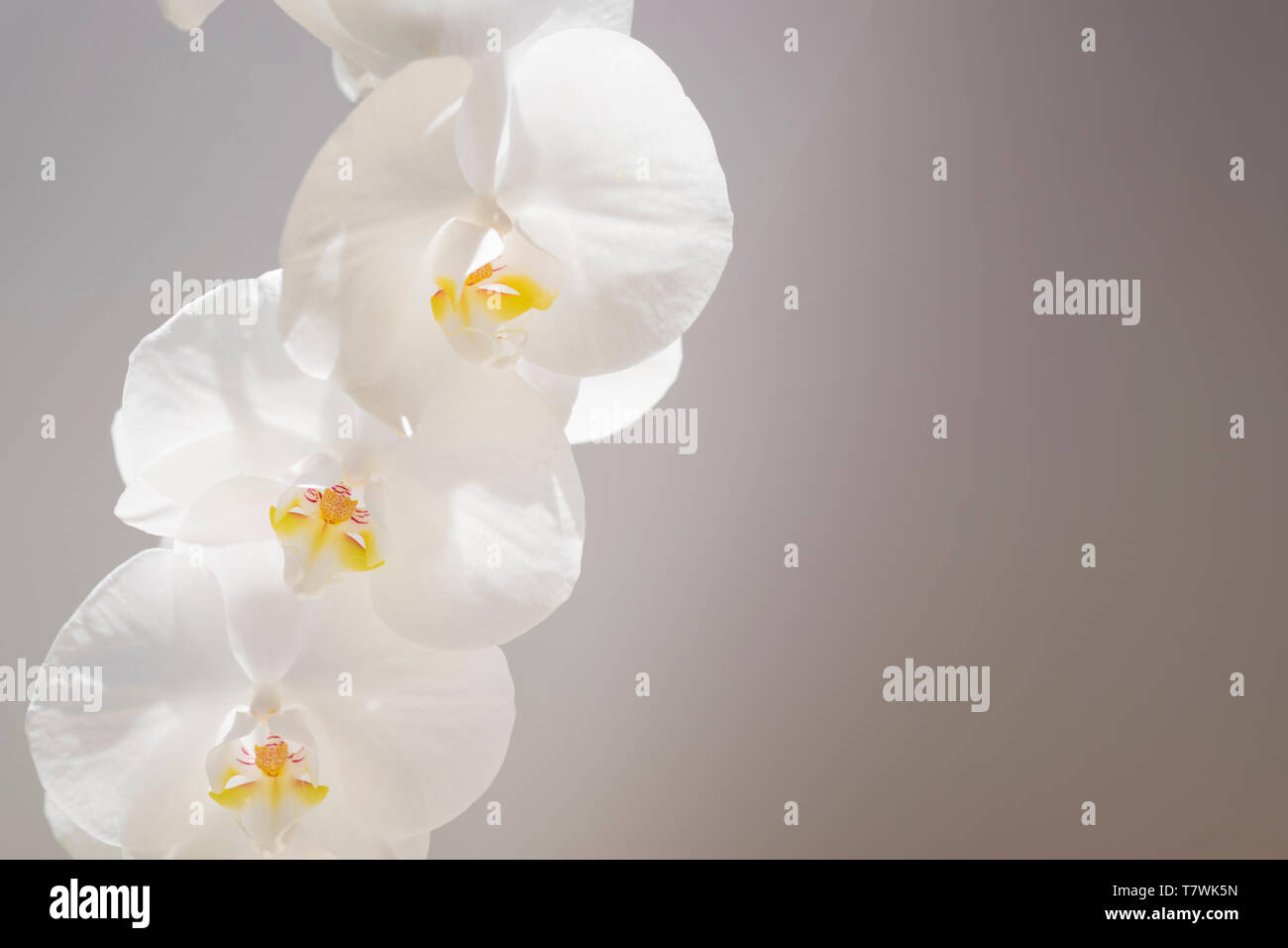 Perfekte Blüten auf eine Orchidee Pflanze. Stockfoto
