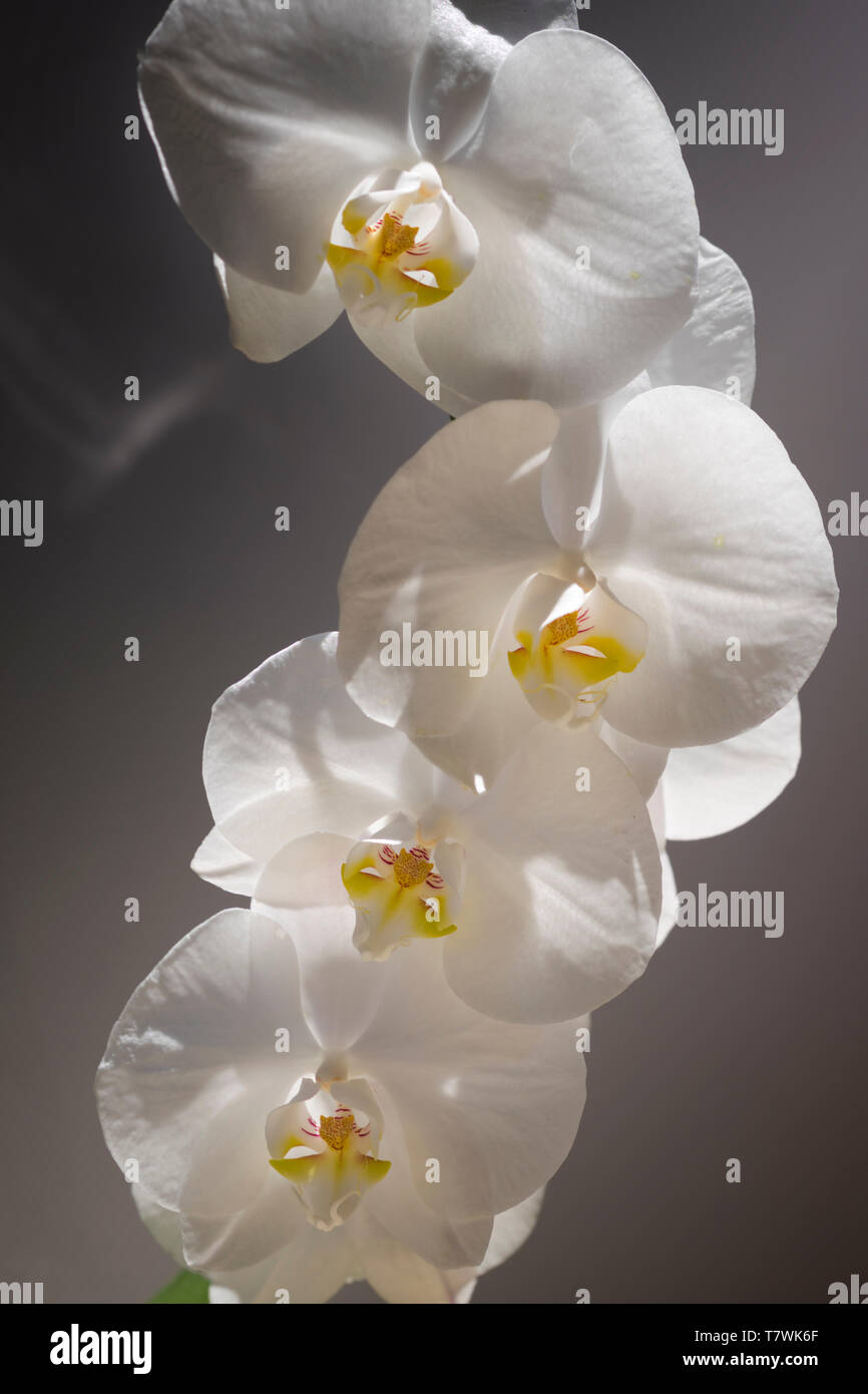 Perfekte Blüten auf eine Orchidee Pflanze. Stockfoto