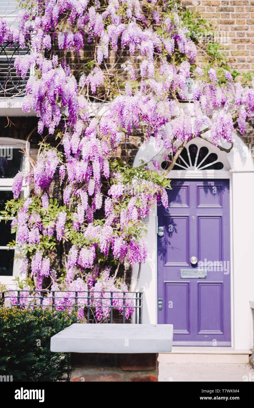 Stadthaus in Chelsea, London, mit einem violetten Tür und Glyzinien Stockfoto