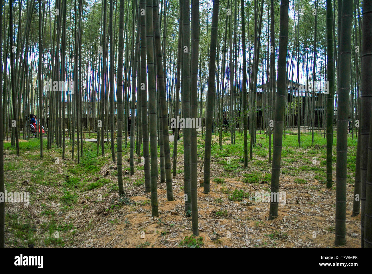 Bamboo Grove von arashiyama. Kyoto, Japan. Stockfoto