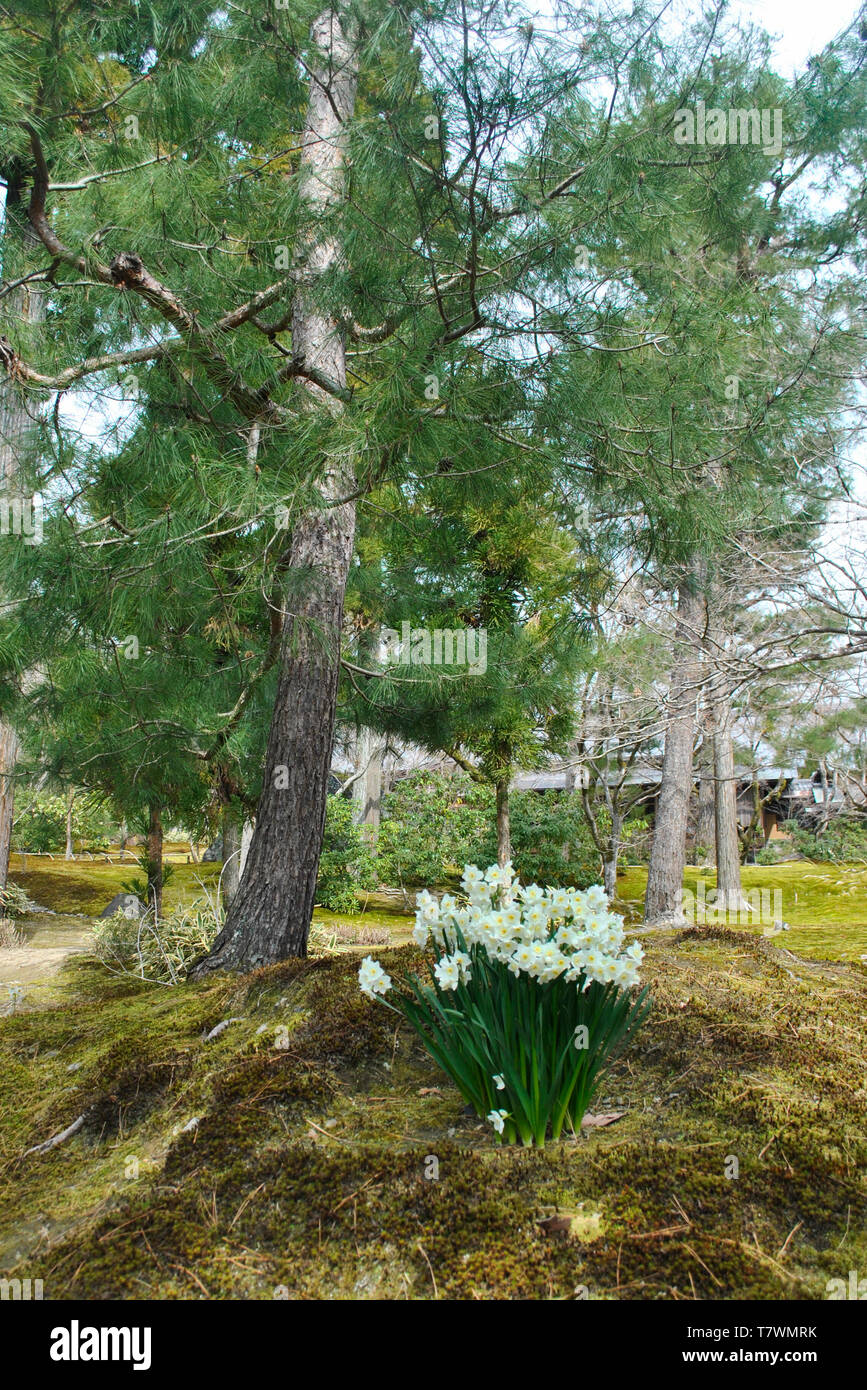 Garten der Hogon-in Tempel, ein subtemple von Tenryu-ji Temple. Arashiyama, Kyoto, Japan. Stockfoto